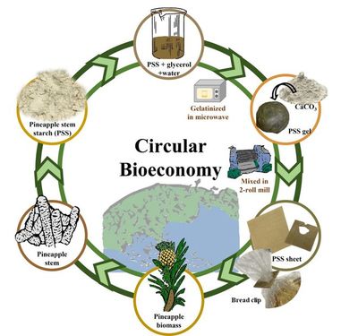 螺旋藻/菠萝加工副产物解决生物塑料「回收难」问题